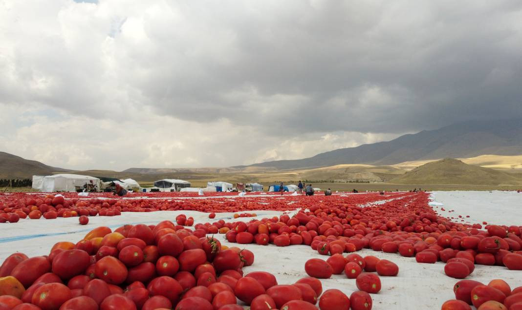 Süphan Dağı’nda yetişiyor 12 kilodan 1 kilo çıkıyor. Türkler 1 kilo bile alamıyor - Resim: 16
